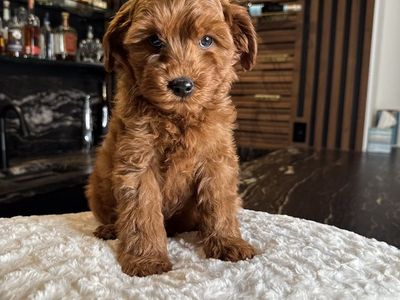 Tiny Deep Red Gorgeous Mini Goldendoodle Puppy