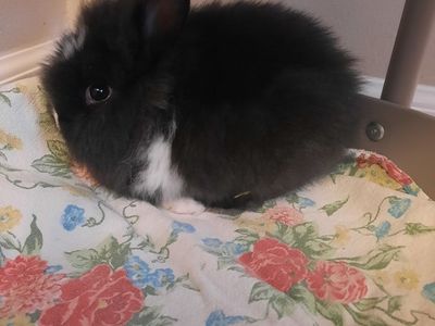 Lionhead Mix Bunny