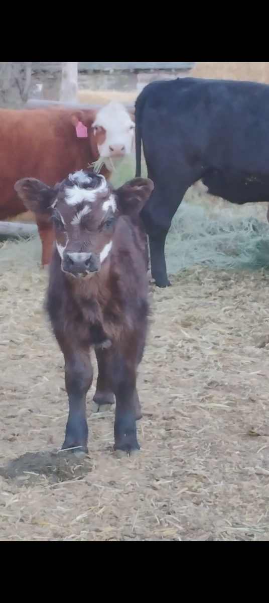 Highpark X Hereford Bull Calf