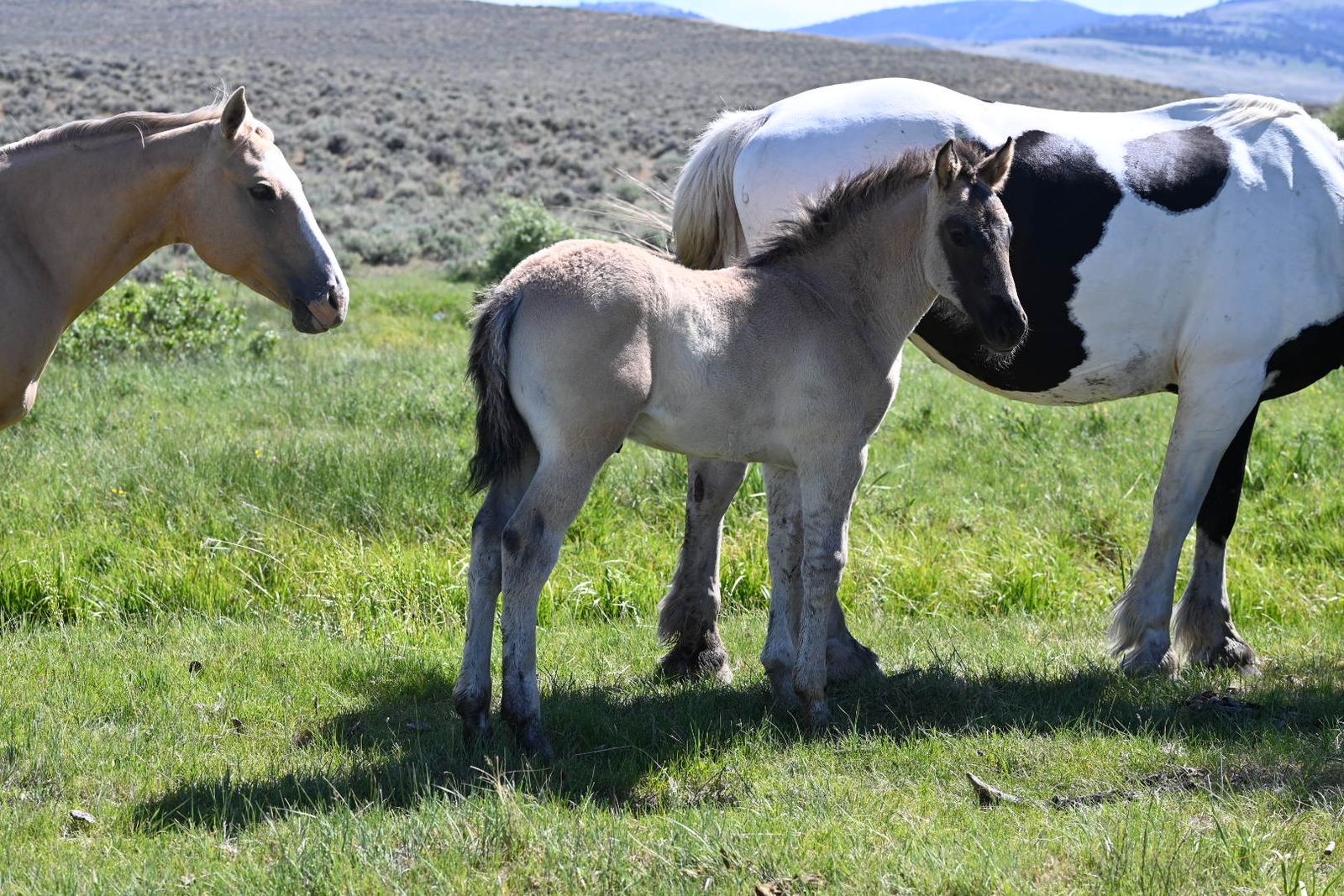 2026 Grullo Roan Half Draft Stud Colt