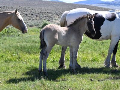 2026 Grullo Roan Half Draft Stud Colt