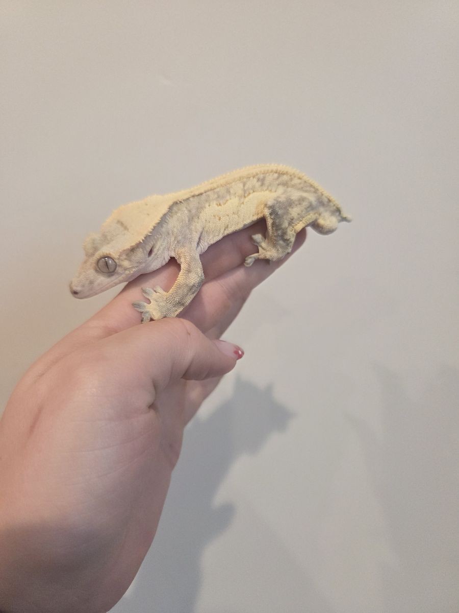 Male crested gecko