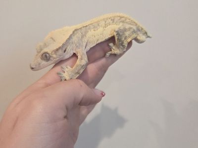 Male crested gecko