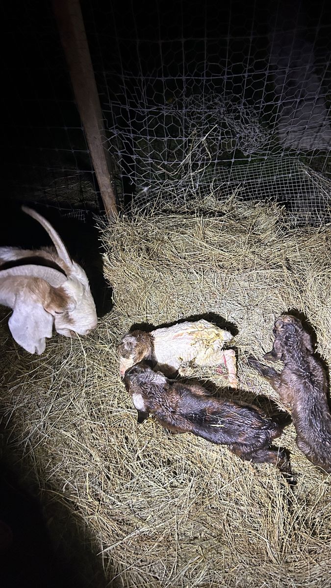Mother and baby goats