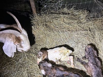 Mother and baby goats