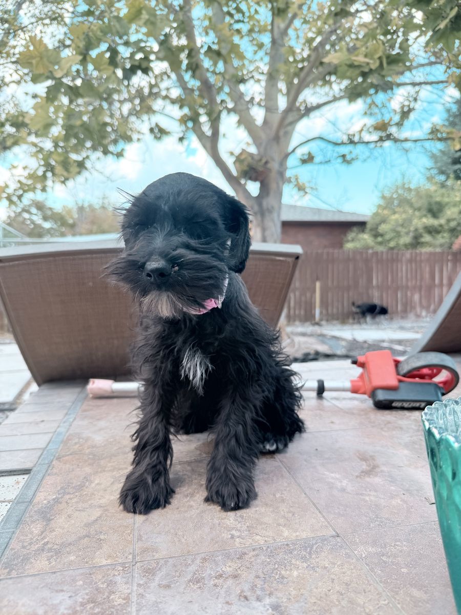 Miniature Schnauzer Puppy - Black Coat with White Markings
