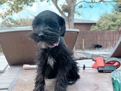 Miniature Schnauzer Puppy - Black Coat with White Markings