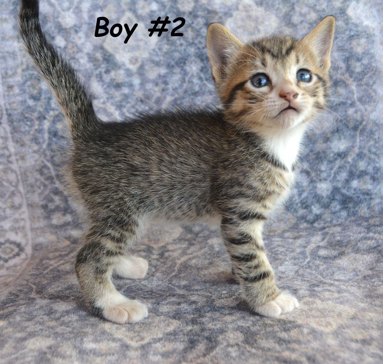 4 Cute Adorable Kittens