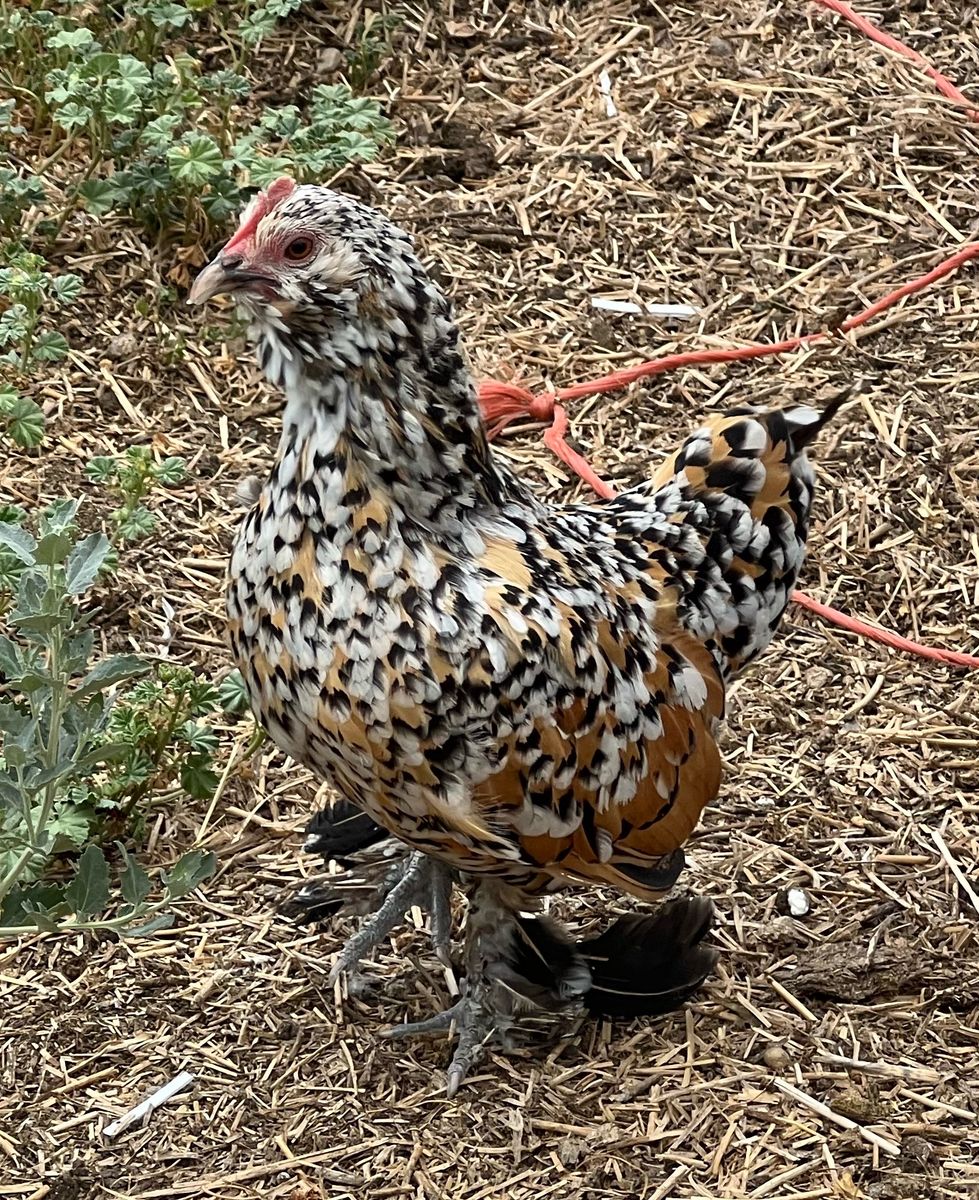 Mille Fluer D’Uccle Hens