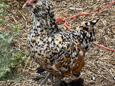 Mille Fluer D’Uccle Hens