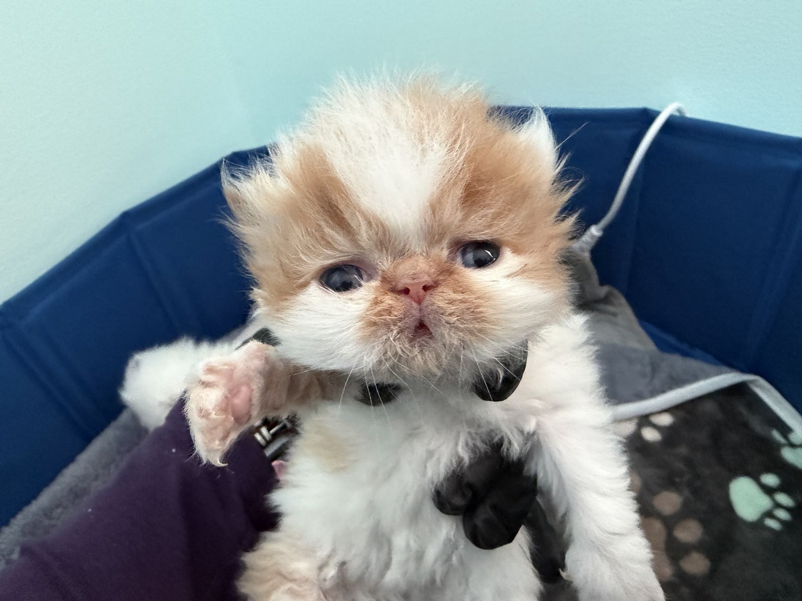 Persian Kittens