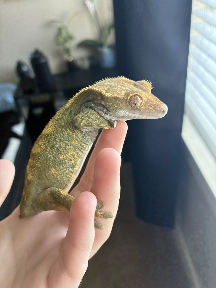 Gorgeous Proven Adult Female Crested Gecko