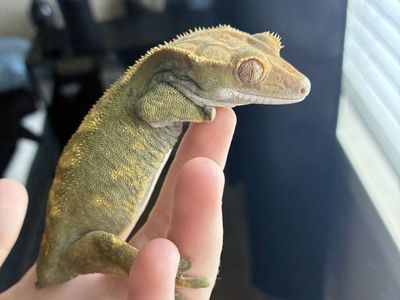 Gorgeous Proven Adult Female Crested Gecko