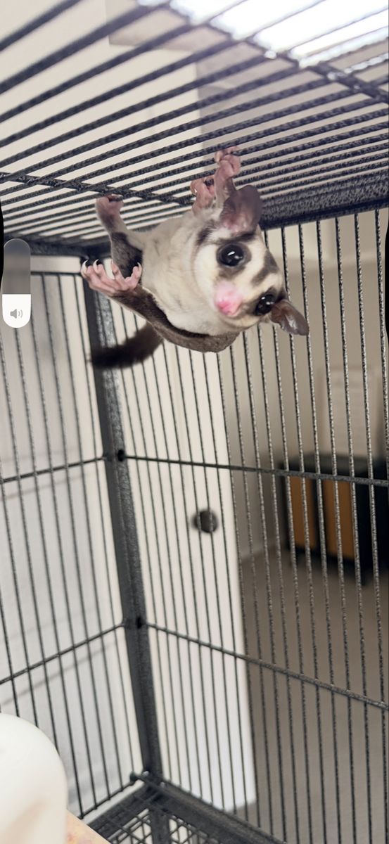 Sugar Glider
