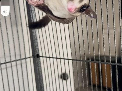 Sugar Glider