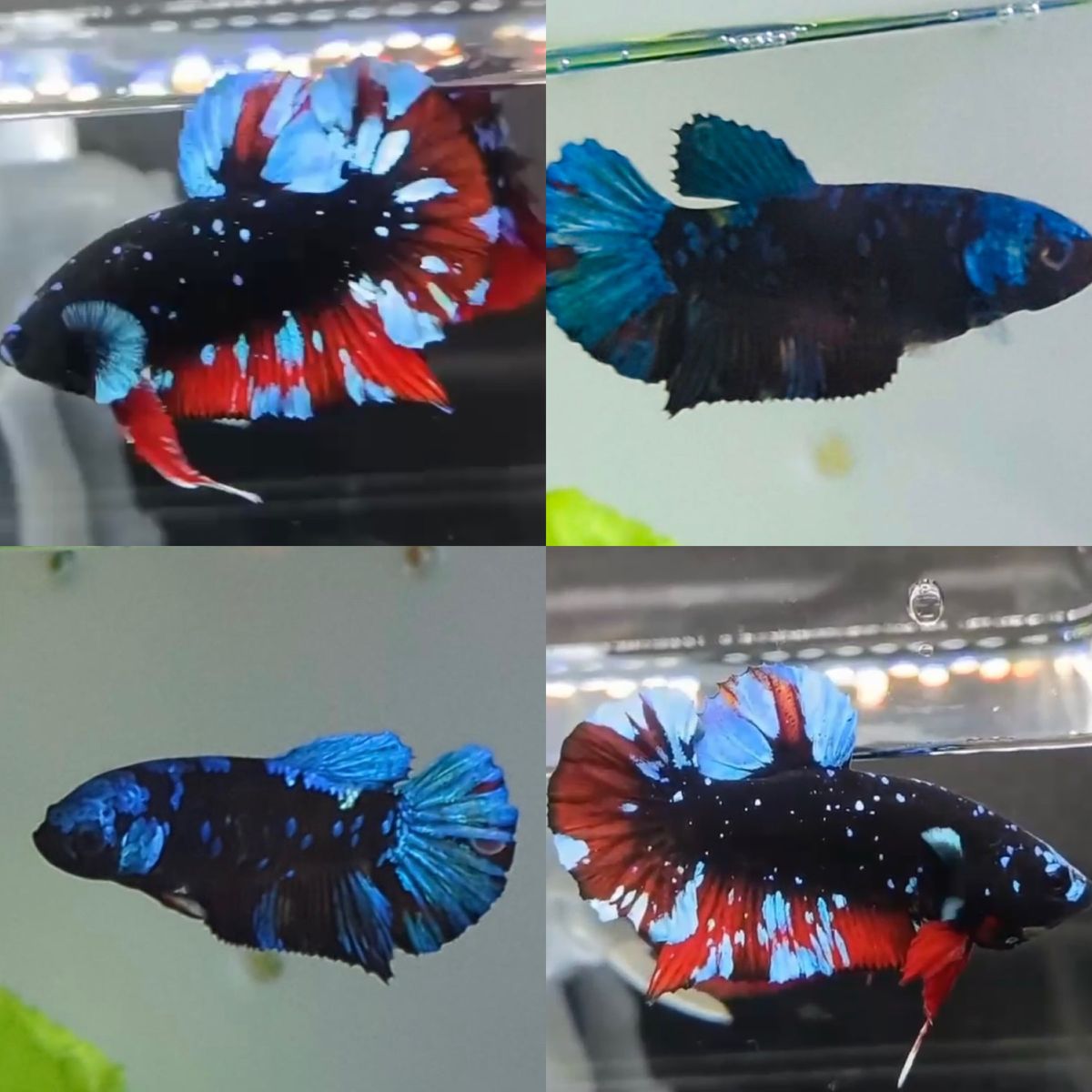 Red Blue Avatar Galaxy Betta HMPK Pair