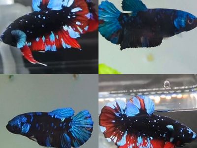 Red Blue Avatar Galaxy Betta HMPK Pair