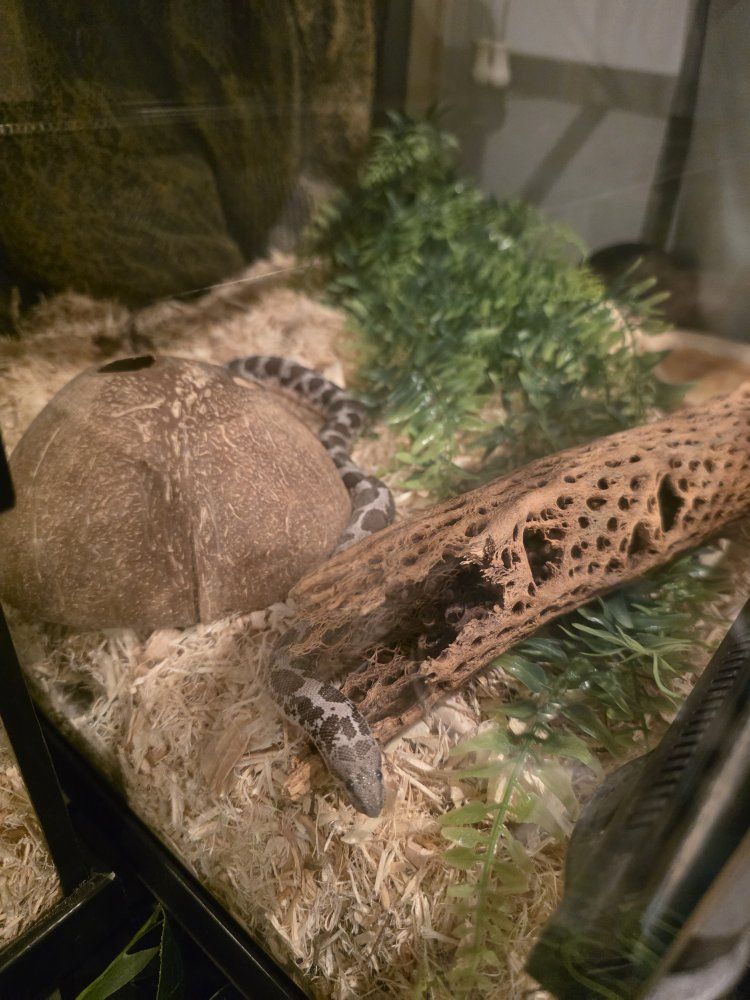 Female Kenyan Sand Boa