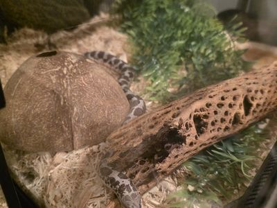 Female Kenyan Sand Boa