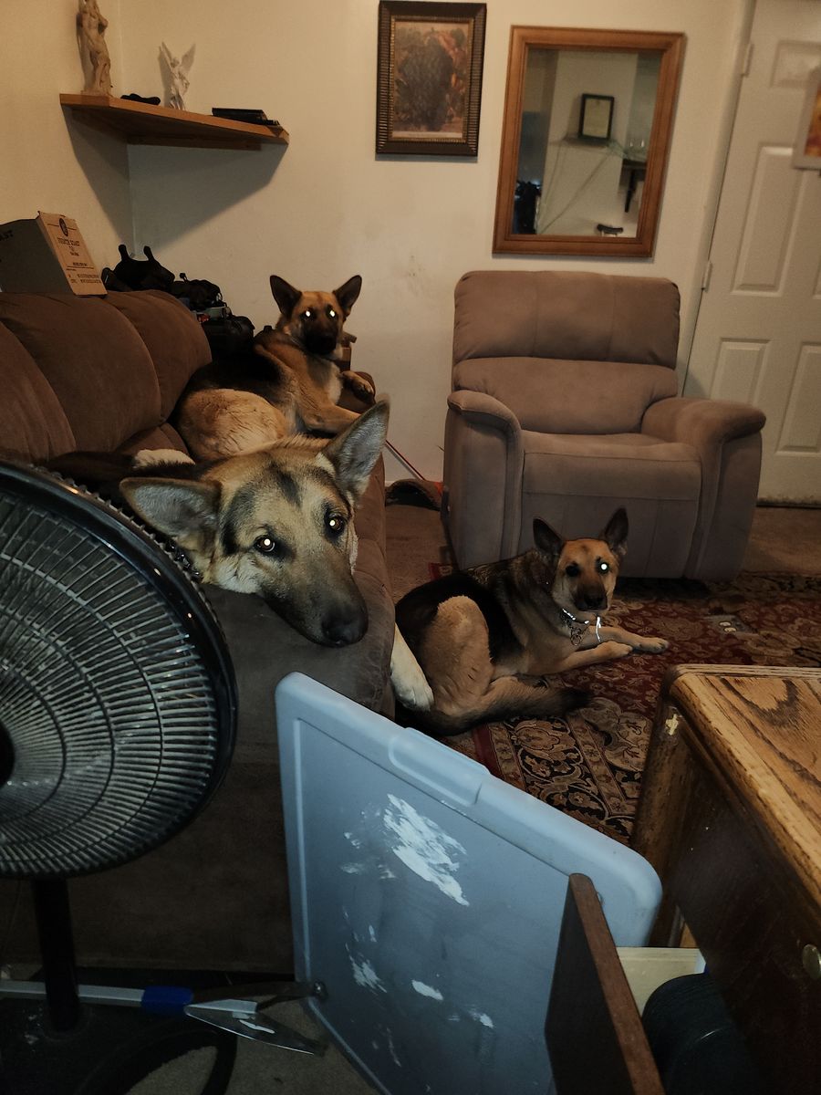 GERMAN SHEPHERD