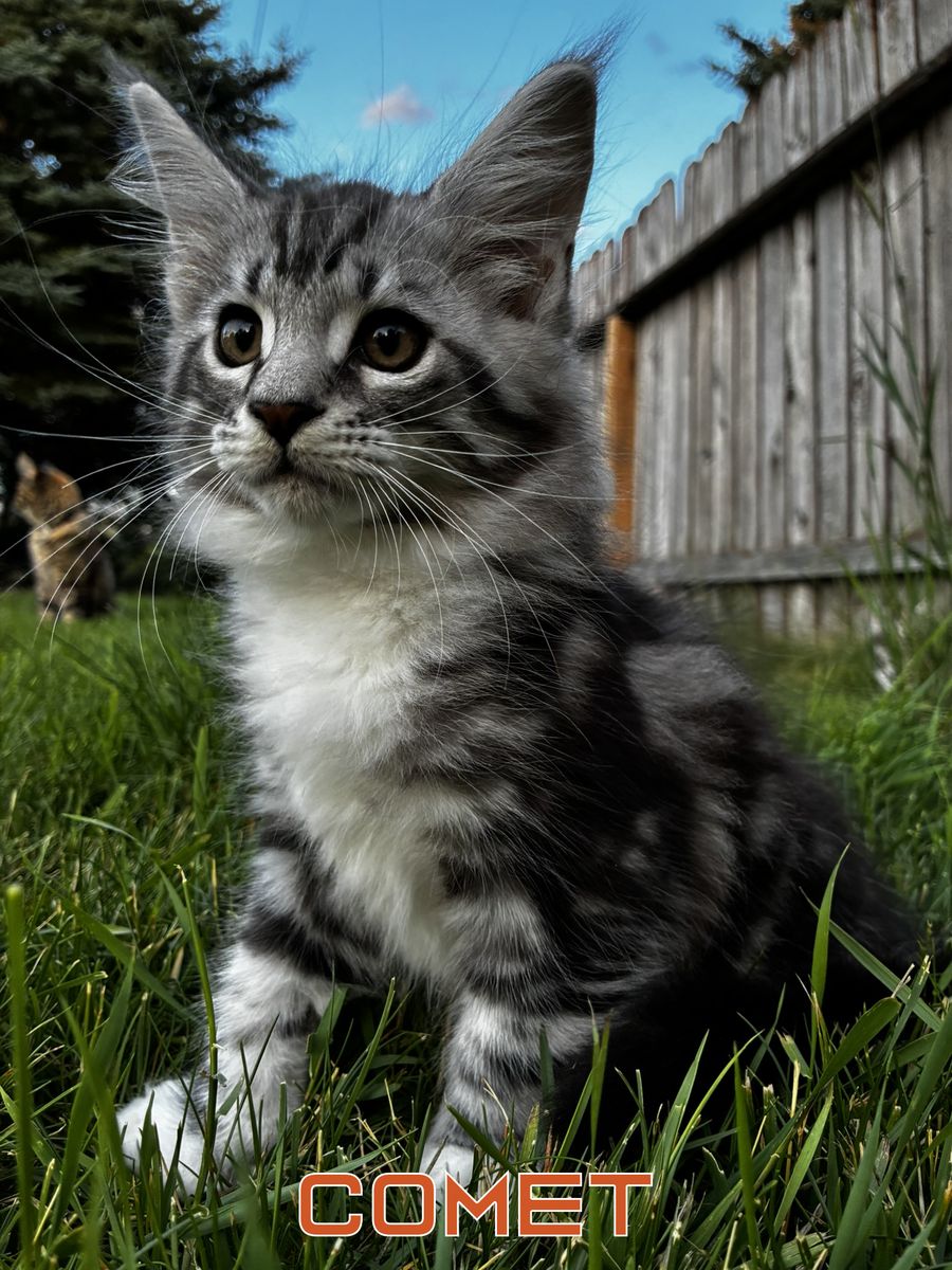 Maine Coon Kittens ready to go home, TICA Registered