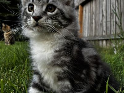 Maine Coon Kittens ready to go home, TICA Registered