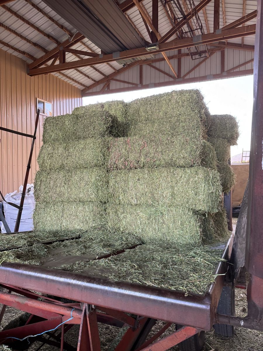 Alfalfa hay
