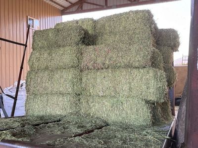 Alfalfa hay
