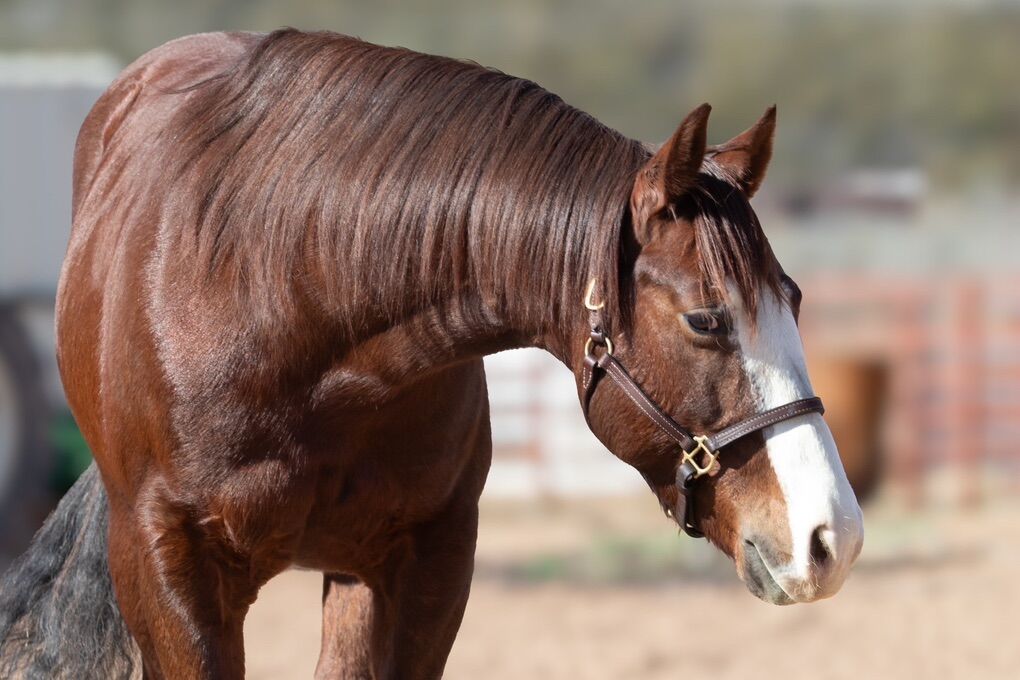 Limited Time SPECIAL. AQHA STUD.