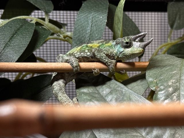 Juvenile Rainbow Jackson's Chameleon