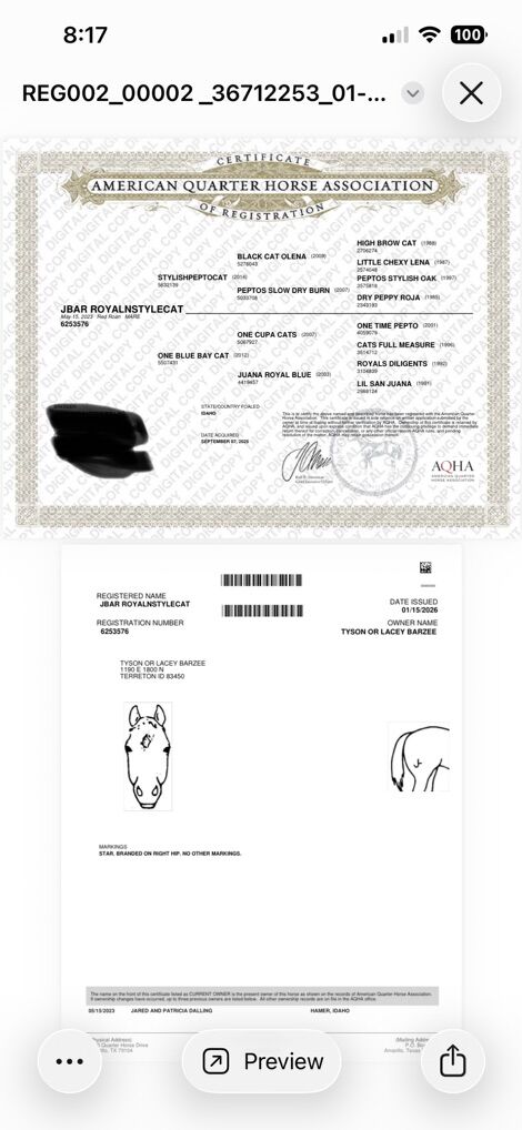 Aqha Fillies and Mare