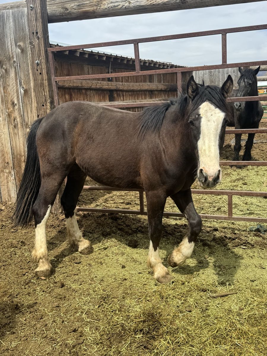 Half Clydesdale Half Quarter Horse