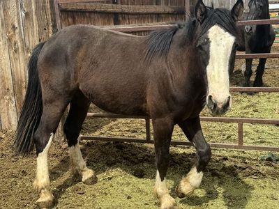 Half Clydesdale Half Quarter Horse