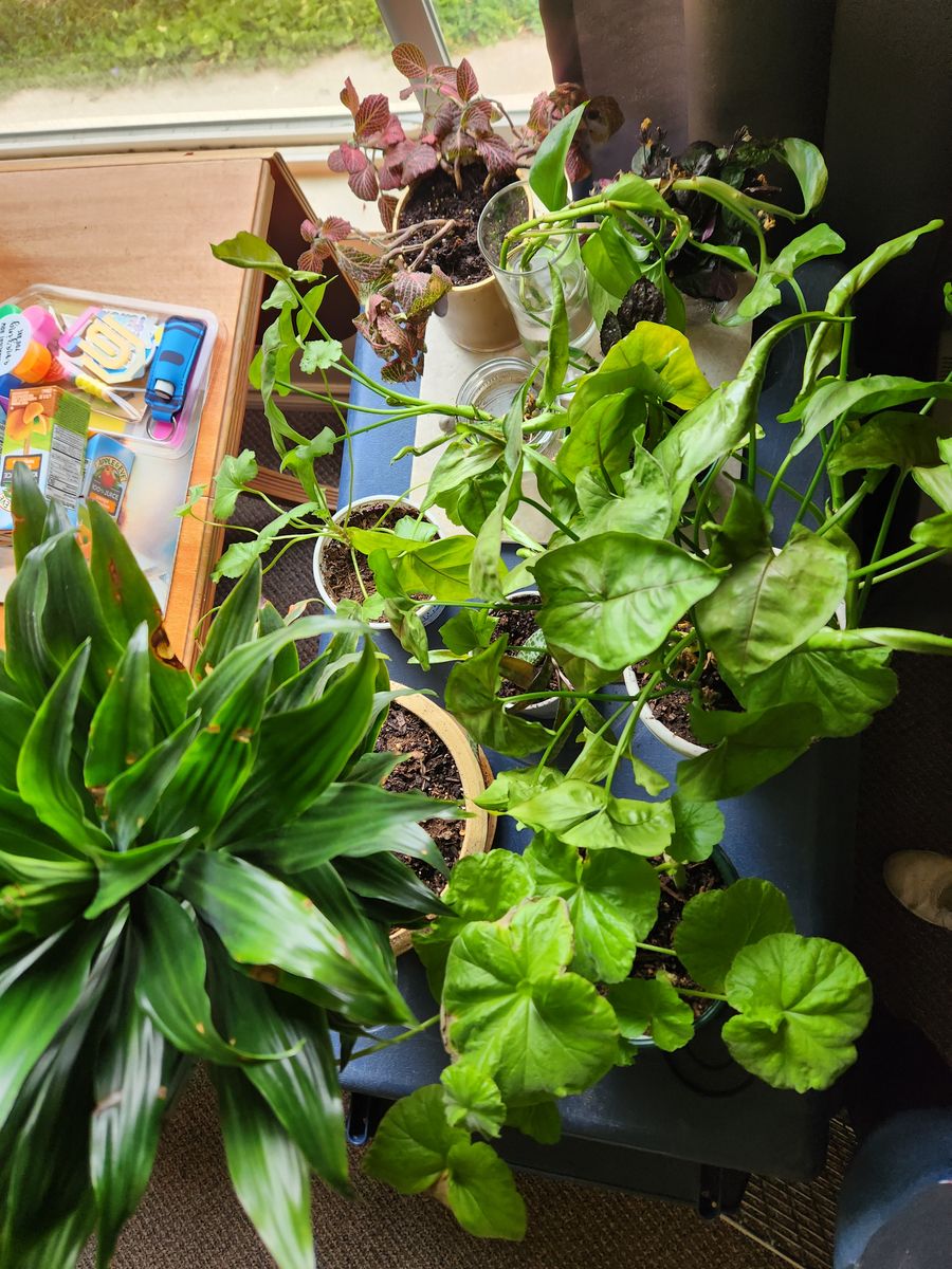A Variety Of Houseplants
