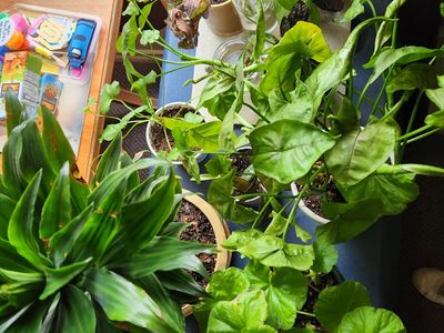 A Variety Of Houseplants