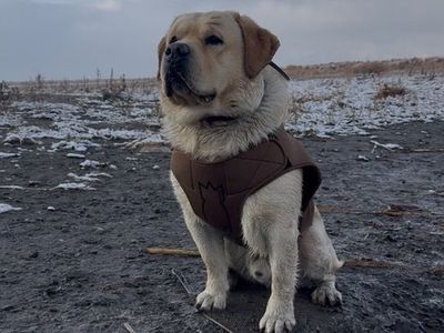 English lab stud
