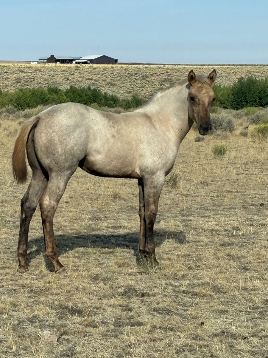 2026 AQHA GRAY FILLY