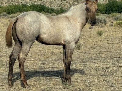 2026 AQHA GRAY FILLY