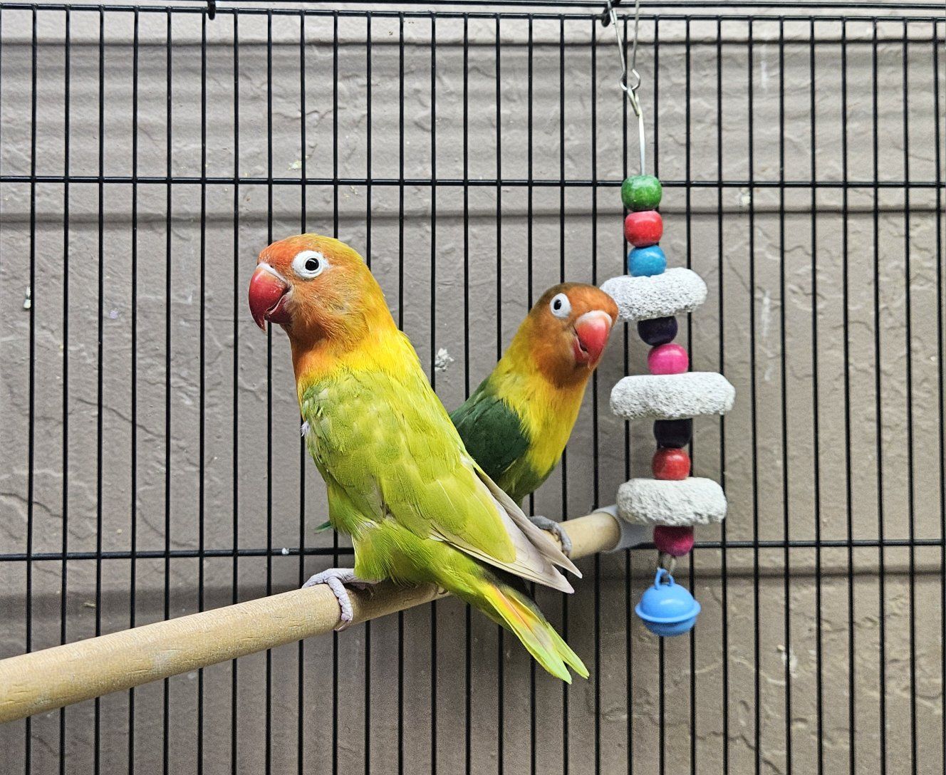 Fischer’s Lovebird Pair (Male & Female)
