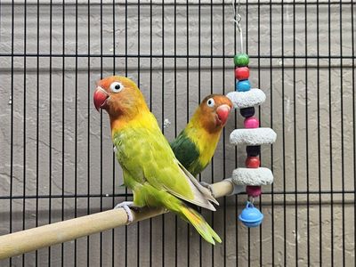 Fischer’s Lovebird Pair (Male & Female)