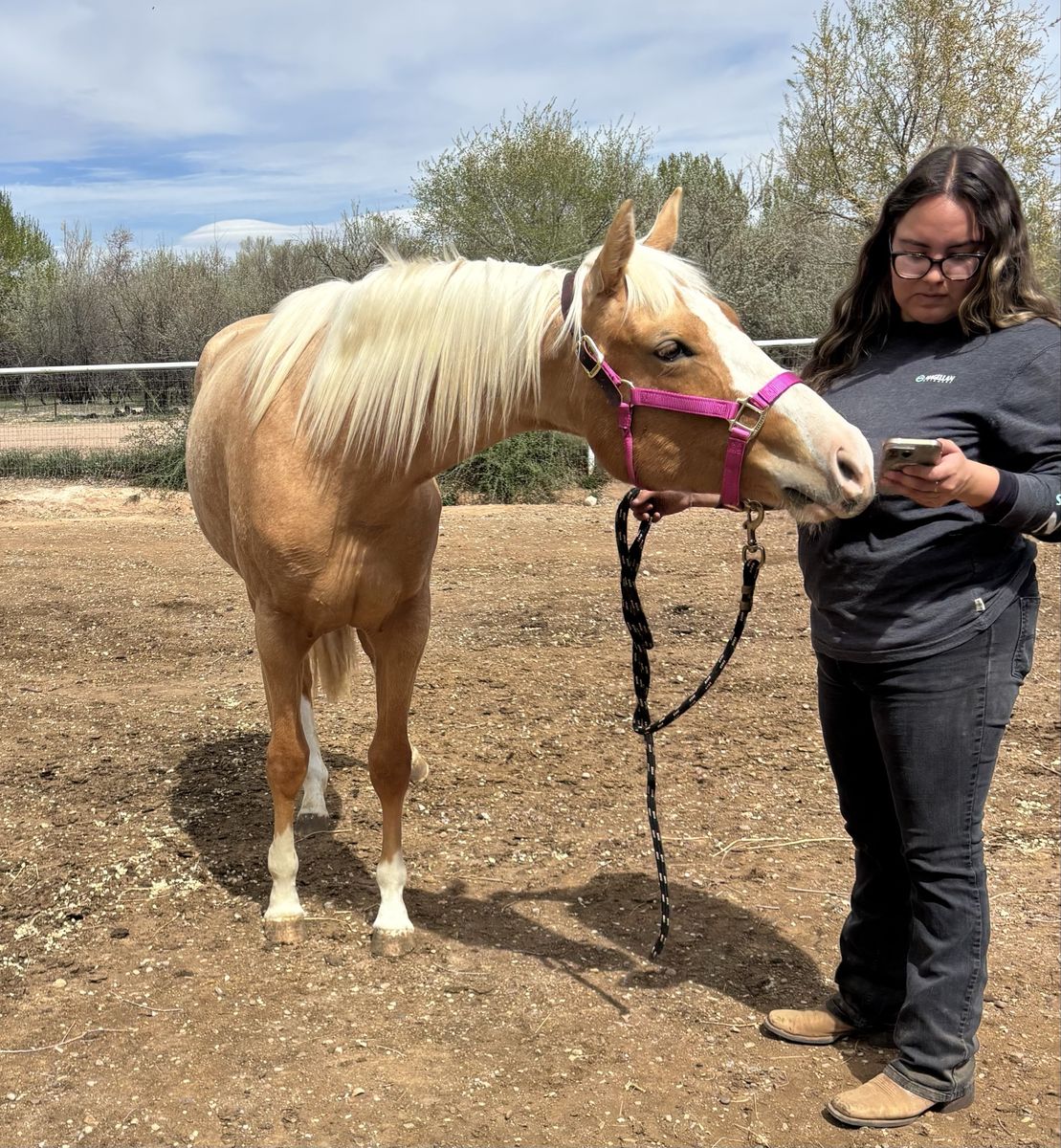 2 Year Old AQHA/APHA Palomino Filly