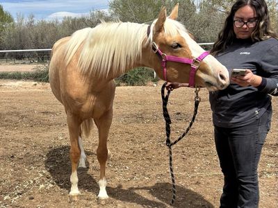 2 Year Old AQHA/APHA Palomino Filly