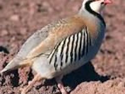 Chukars