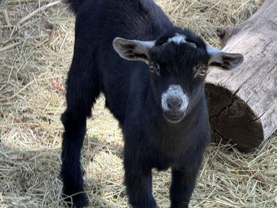 Pygmy Goat - Great for a Pet or Small Farms