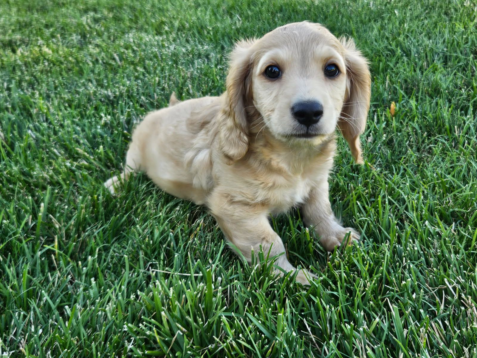 AKC Registered Dachshund Puppies for Sale