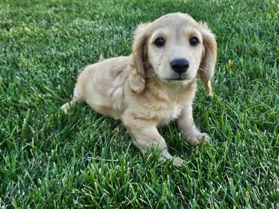 AKC Registered Dachshund Puppies for Sale