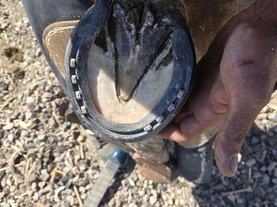 Horse shoeing