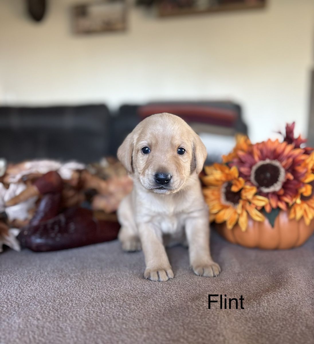 Red Labratory AKC Fox Red & Yellow Labrador/Lab Puppies | Dogs | KSL Classifieds