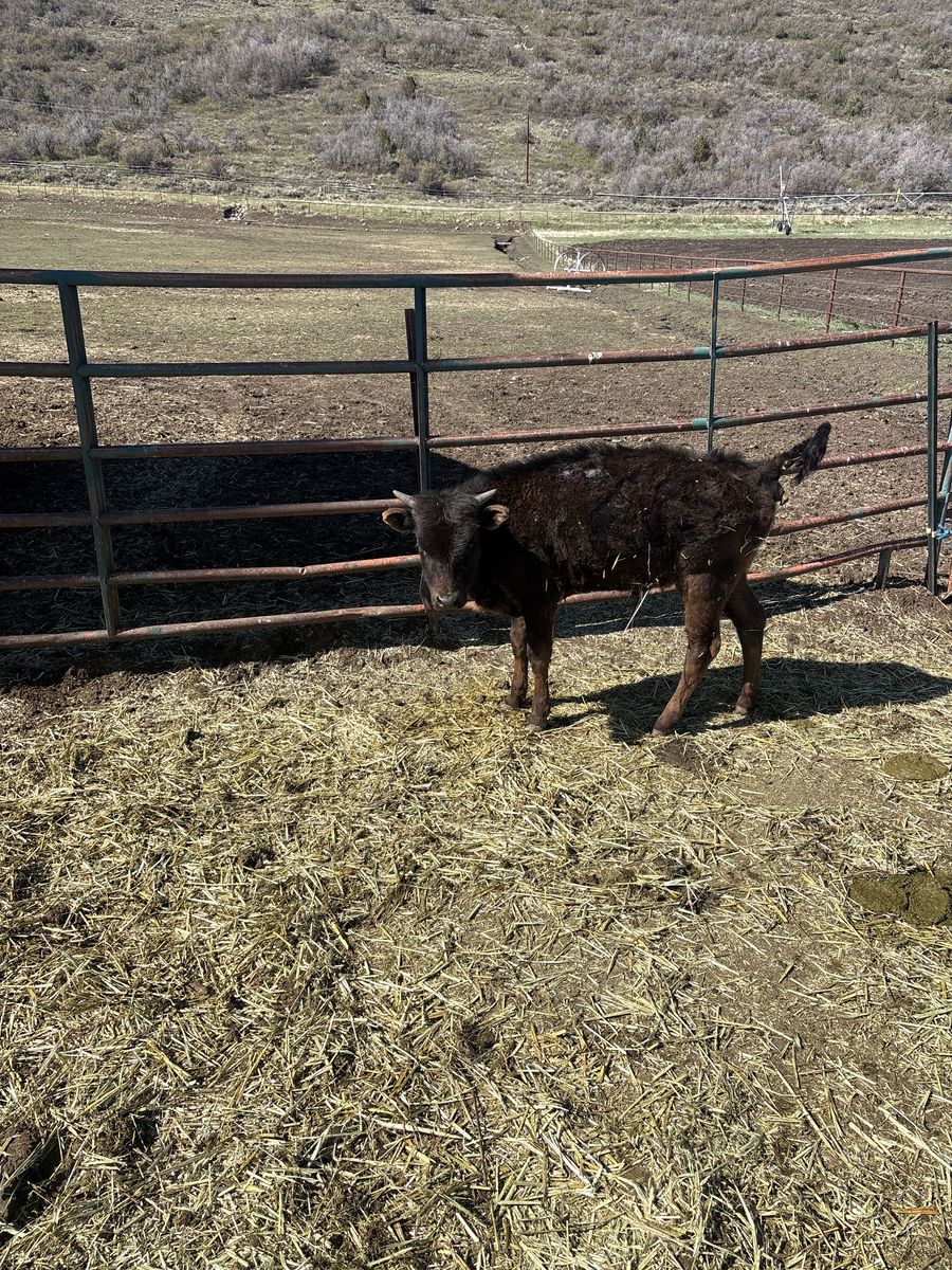 Breakaway/Calf roping steer