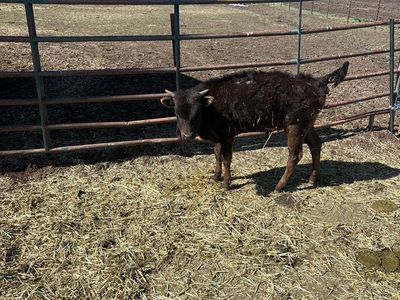 Breakaway/Calf roping steer